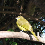 Yellow-bellied Greenbul
